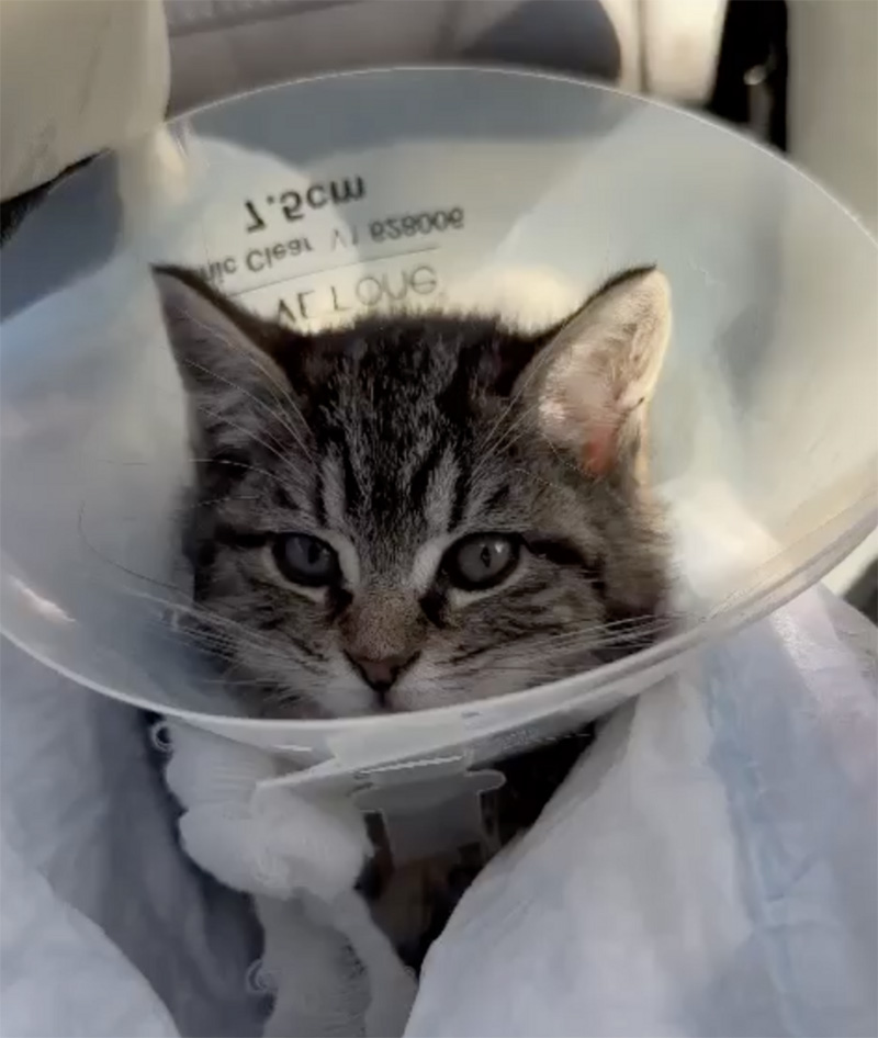 保護された子猫