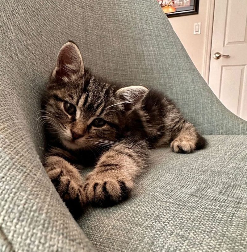 元気になった子猫