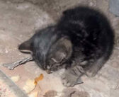 建設現場で凍りついた状態で助けを持っていた子猫。作業員達が発見し、暖かい屋内で息を吹き返すと幸せな子猫へと変わる