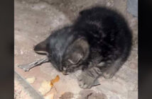 寒さの中で凍りついていた子猫