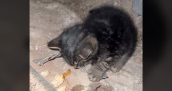 寒さの中で凍りついていた子猫