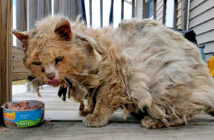 ボロボロの状態の猫