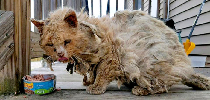 ボロボロの状態の猫