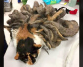 全身が毛の塊で覆われていた三毛猫。大量の毛から解放されると、身も心も軽くなって新しい人生を歩み始める