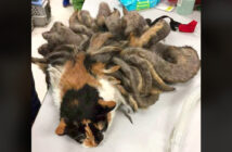 毛むくじゃらの猫