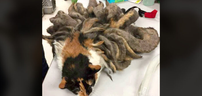 全身が毛の塊で覆われていた三毛猫。大量の毛から解放されると、身も心も軽くなって新しい人生を歩み始める