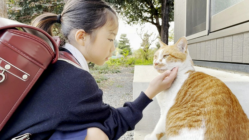 女の子をお出迎えする猫