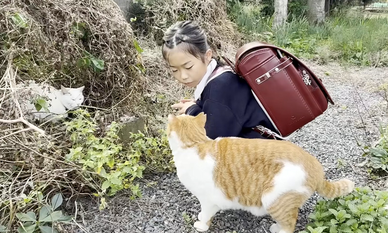 女の子を見つめる猫