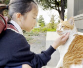 学校から帰ったら必ず庭猫に挨拶する女の子。どうやら庭猫の方も心待ちにしているようで、とっても可愛い反応が♡