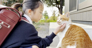 女の子をお出迎えする猫