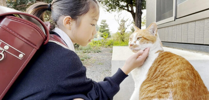 学校から帰ったら必ず庭猫に挨拶する女の子。どうやら庭猫の方も心待ちにしているようで、とっても可愛い反応が♡