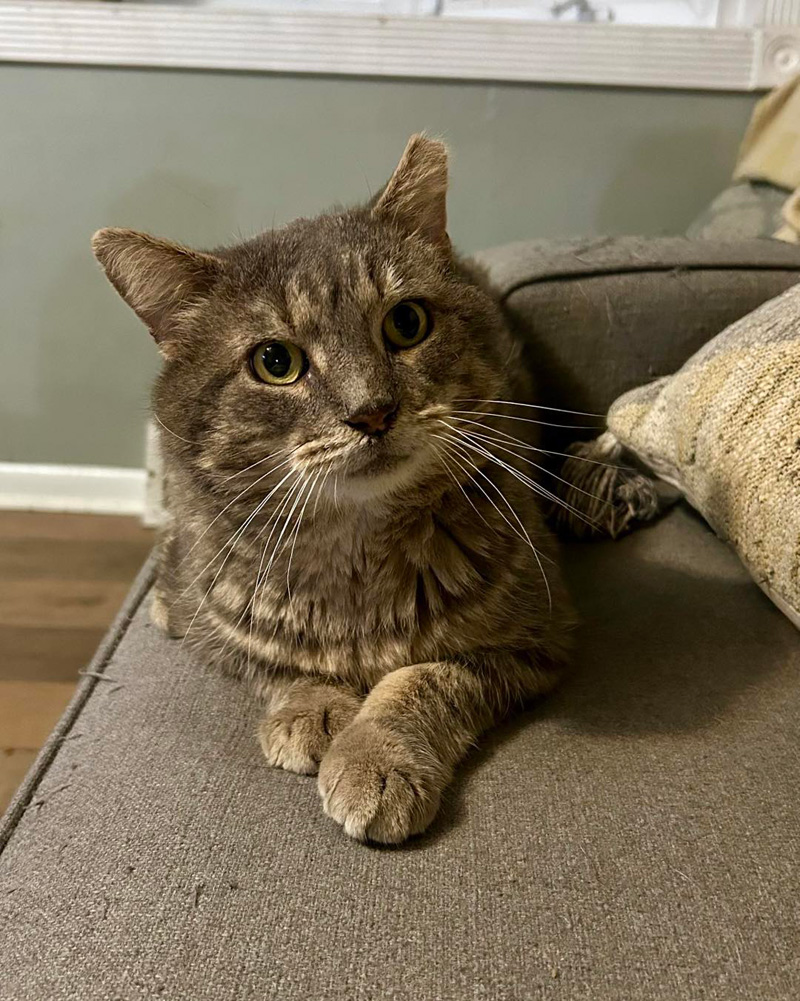 幸せになった猫