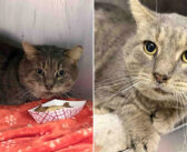 何度も厳しい冬を乗り越え、縄張り争いを生き延びてきた猫。保護されて家の中が安全だと気づくと大きな変化が