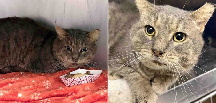 何度も厳しい冬を乗り越え、縄張り争いを生き延びてきた猫。保護されて家の中が安全だと気づくと大きな変化が