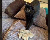 毎朝、飼い主さんのベッドに『大きな葉っぱ』を運んで来る猫。素敵な贈り物で飼い主さんの心を温め続ける (*´ω｀*)