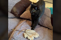 プレゼントを持ってくる猫