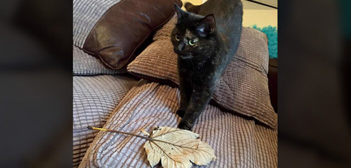 プレゼントを持ってくる猫