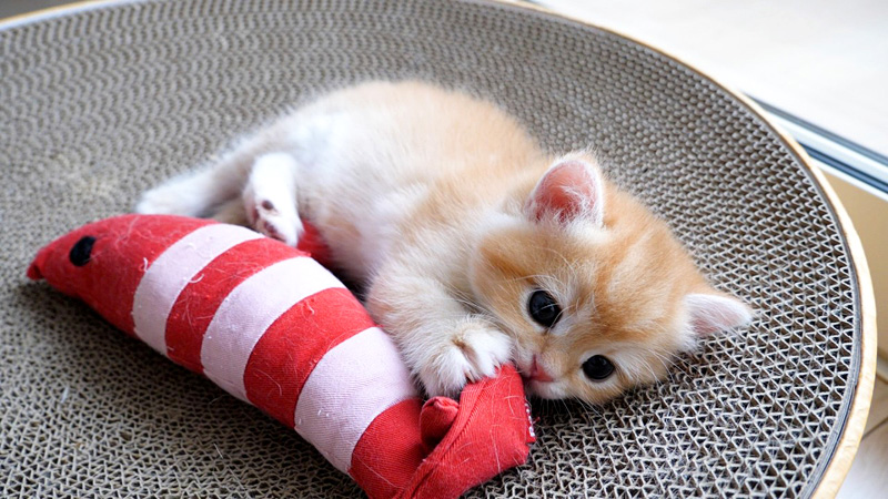 ご飯も食べずに遊んでいた子猫