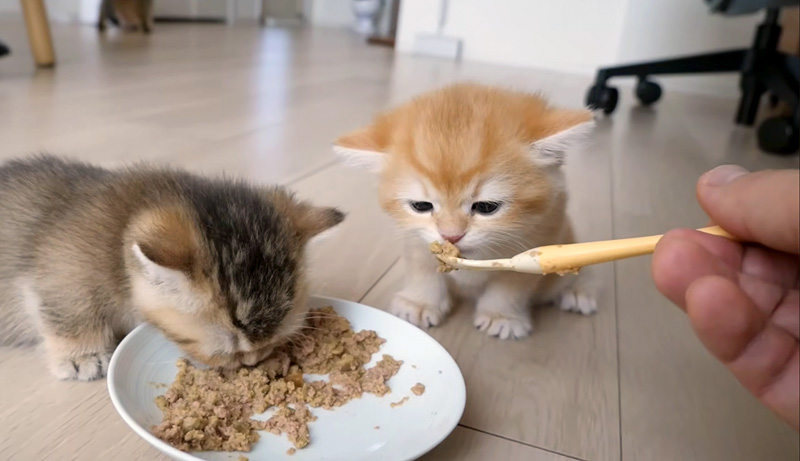 離乳食をモグモグ食べる子猫