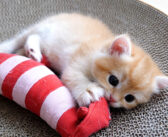 ご飯も食べずに遊んでいたらママ猫に怒られちゃった子猫。少し反抗するも、素直にご飯を食べ始める様子が可愛かった♡