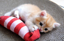 ご飯も食べずに遊んでいた子猫