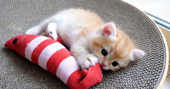 ご飯も食べずに遊んでいたらママ猫に怒られちゃった子猫。少し反抗するも、素直にご飯を食べ始める様子が可愛かった♡