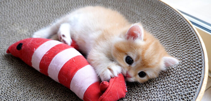 ご飯も食べずに遊んでいたらママ猫に怒られちゃった子猫。少し反抗するも、素直にご飯を食べ始める様子が可愛かった♡