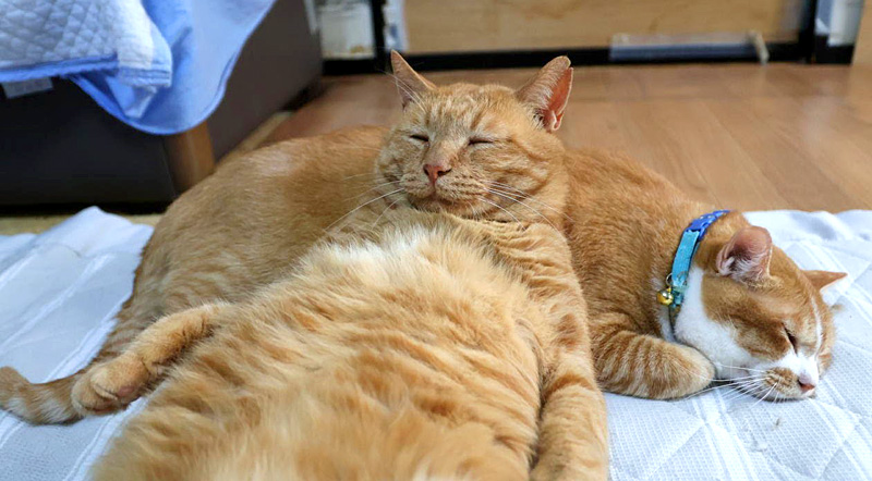 同居猫を枕にする猫