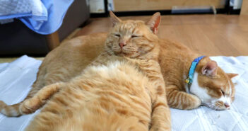 同居猫を枕にする猫