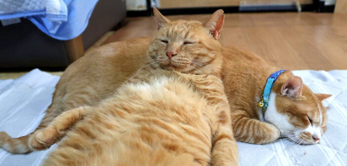 極上の枕にとろけてしまった猫さん。くつろぎ方と表情が人間過ぎる猫さんに、思わず心がポカポカに (*´ｪ｀*)♡