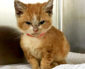 「ムッ!」とした顔で保護施設に運ばれてきた子猫。それから1ヶ月後の幸せそうな姿に思わず心がホッとする (*´ェ`*)