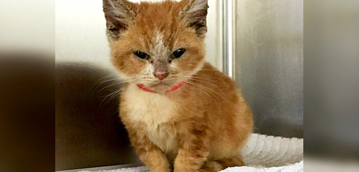 「ムッ!」とした顔で保護施設に運ばれてきた子猫。それから1ヶ月後の幸せそうな姿に思わず心がホッとする (*´ェ`*)