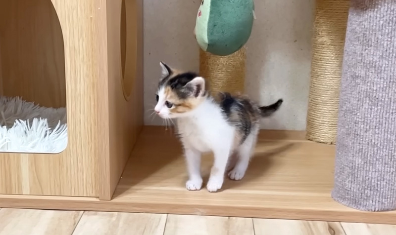 新しい部屋を探索する子猫