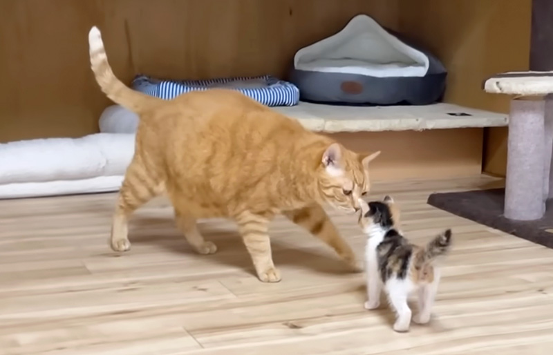 先住猫と挨拶する子猫
