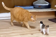 先住猫と挨拶する子猫