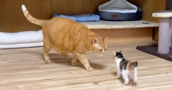 「君はだれ？」初めての部屋で初めて先住猫に会った保護子猫。慎重に後を追って挨拶に成功する様子にホッとする♡