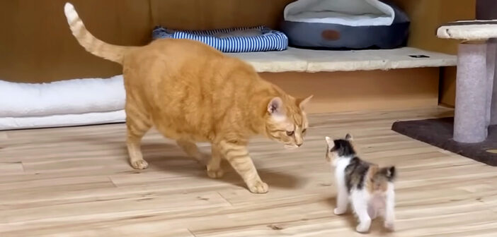 「君はだれ？」初めての部屋で初めて先住猫に会った保護子猫。慎重に後を追って挨拶に成功する様子にホッとする♡