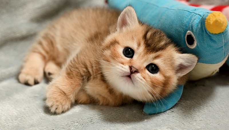 初めてのぬいぐるみにテンションが急上昇した子猫