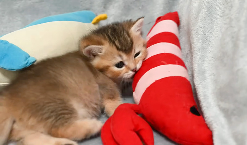 初めてのぬいぐるみにテンションが急上昇した子猫