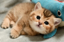 初めてのぬいぐるみにテンションが急上昇した子猫