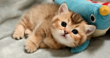 初めてのぬいぐるみにテンションが急上昇した子猫。夢中ではしゃぐ姿が可愛すぎて完全にノックアウト (〃∇〃)♡