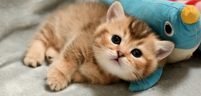 初めてのぬいぐるみにテンションが急上昇した子猫。夢中ではしゃぐ姿が可愛すぎて完全にノックアウト (〃∇〃)♡