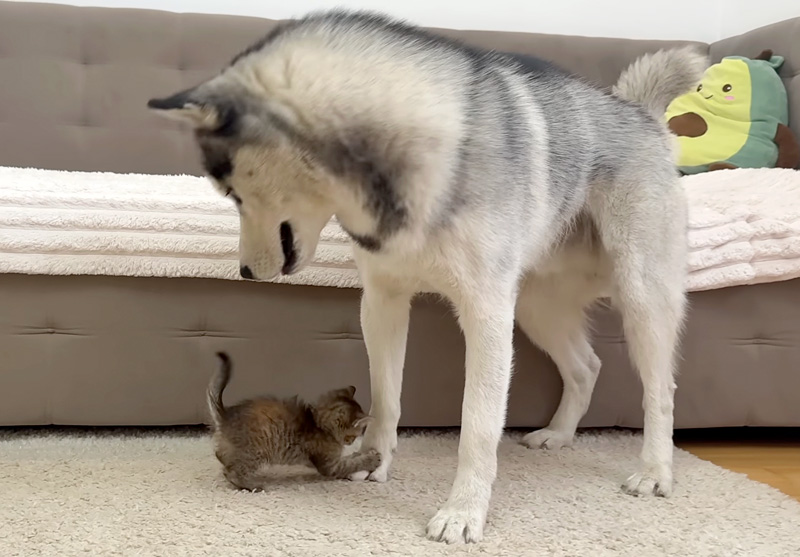 ハスキー犬に襲いかかる子猫