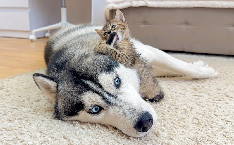 怖いもの知らずの子猫