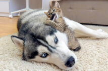 ハスキー犬に襲いかかる子猫