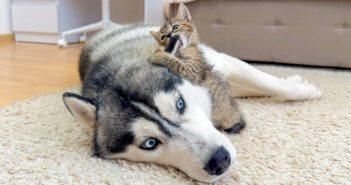 ハスキー犬に襲いかかる子猫