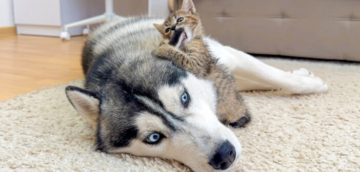 恐れを知らない小さな子猫が巨大なハスキー犬を攻撃！ ふたりの可愛すぎるやり取りに思わず頬が緩んでしまう (*´ｪ｀*)♡