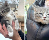 何日も丸太の山に隠れていた独りぼっちの子猫。自分のことを助けようとしてくれた人達の優しさで、世界が大きく変わる