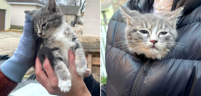 何日も丸太の山に隠れていた独りぼっちの子猫。自分のことを助けようとしてくれた人達の優しさで、世界が大きく変わる