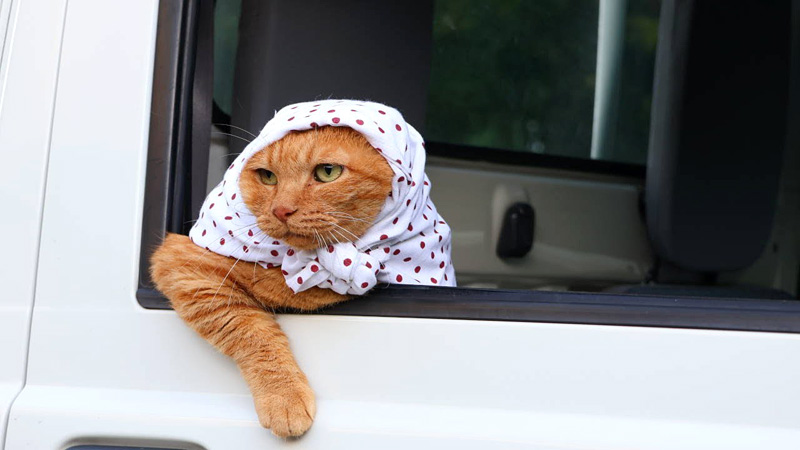 ほっかむりで軽トラに乗る猫